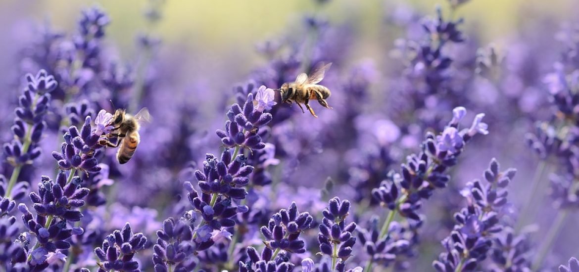 Auf Initiative Sloweniens ernennt die UNO den 20. Mai zum Weltbienen-Tag