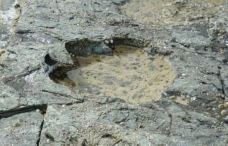 Découverte d’empreintes de dinosaures datant du jurassique moyen en Ecosse