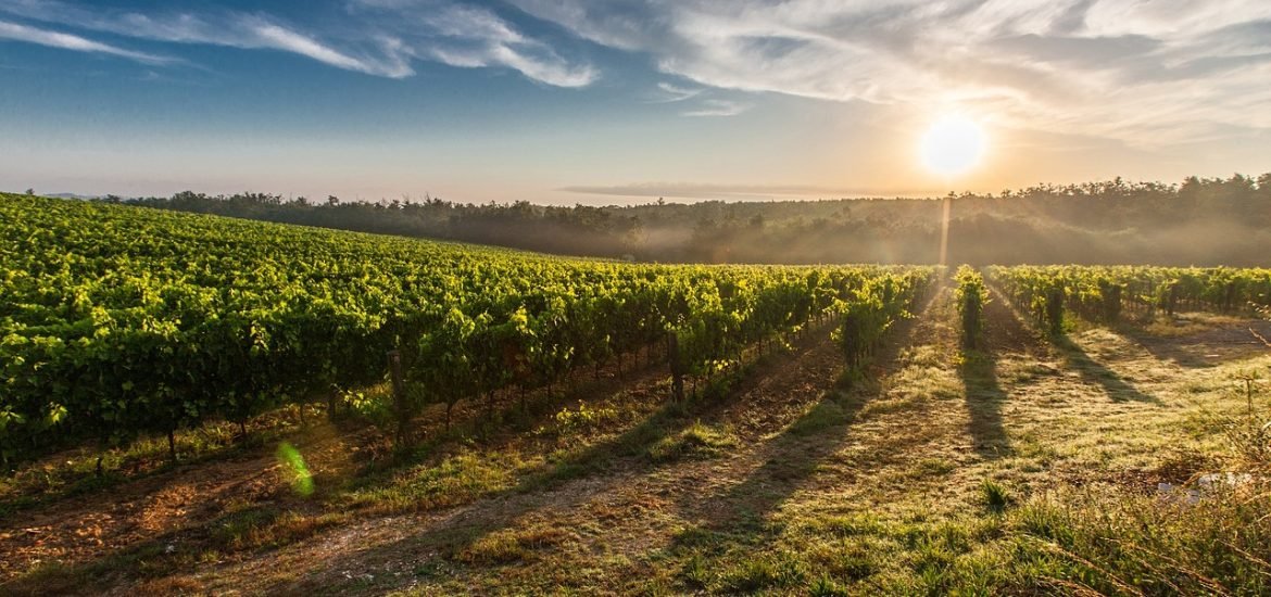 La géographie mondiale du vin redéfinie par le changement climatique 