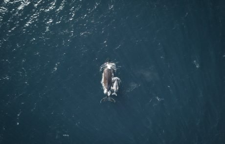 Bartenwale könnten bald zur Krebsforschung beitragen