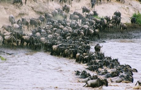 Konkurrenz und Kooperation: Studie untersucht Massenwanderung in der Serengeti