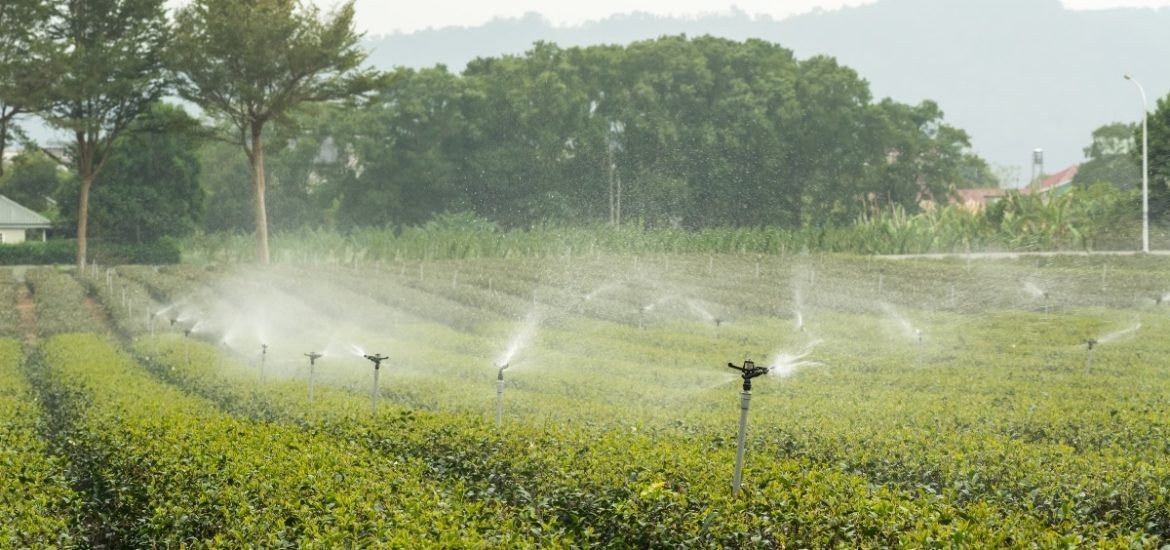 Switching from a meat-rich diet to fish and veg could reduce your “water footprint”, according to a European report