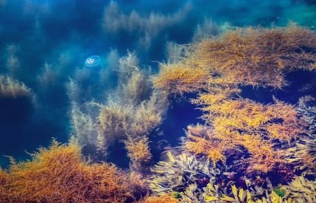 Bremer Forscher weisen „intime Symbiose in Seegras“ nach