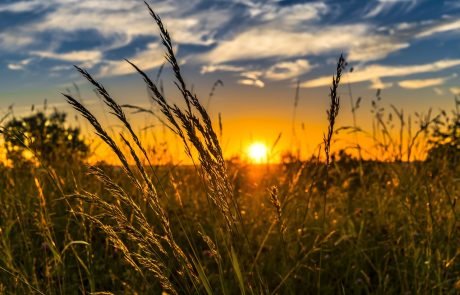 Fin du Salon, fin de l’agriculture ?