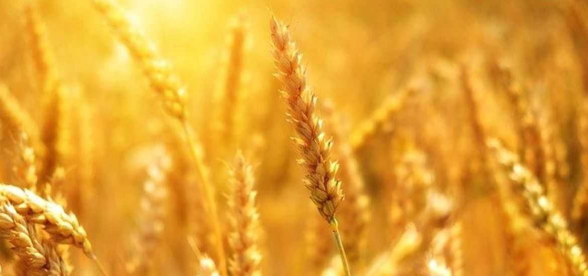 Klimawandel wird globale Weizenproduktion verändern: stärkere Fluktuationen und wirtschaftliche Ungleichheit