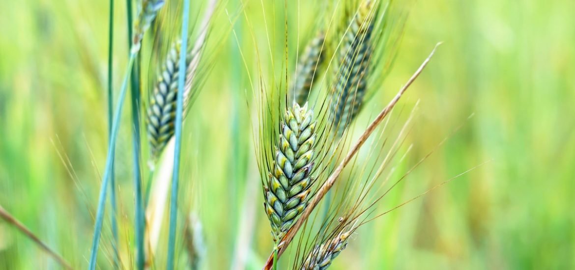 Complex wheat genome finally decoded