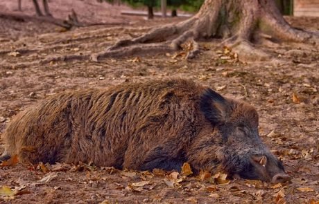 Bundesministerium bereitet sich auf die Afrikanische Schweinepest vor