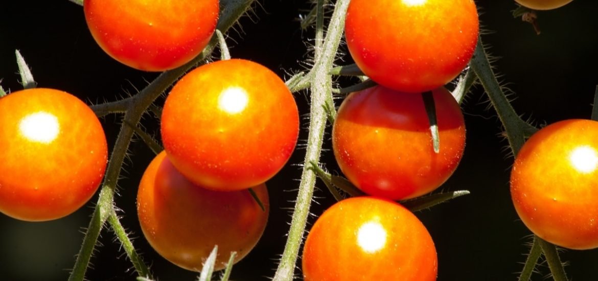 Evolutionary clues from wild plants could help reduce pesticide use