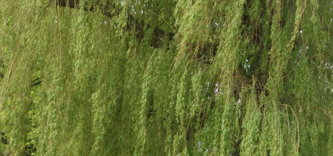 Could bioenergy from willow enable Sweden to become completely fossil-fuel free?