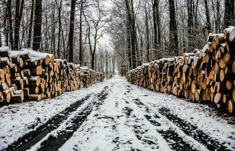 La punition ne sauvera pas nos forêts et encore moins le climat