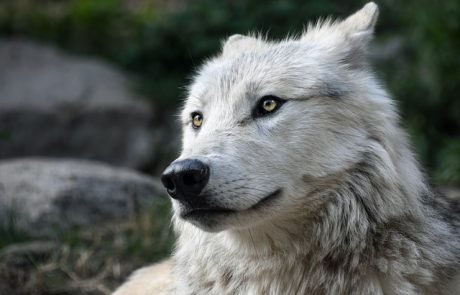 Neue Studie zeigt: Menschen für 36 % der Sterblichkeit bei Wölfen verantwortlich