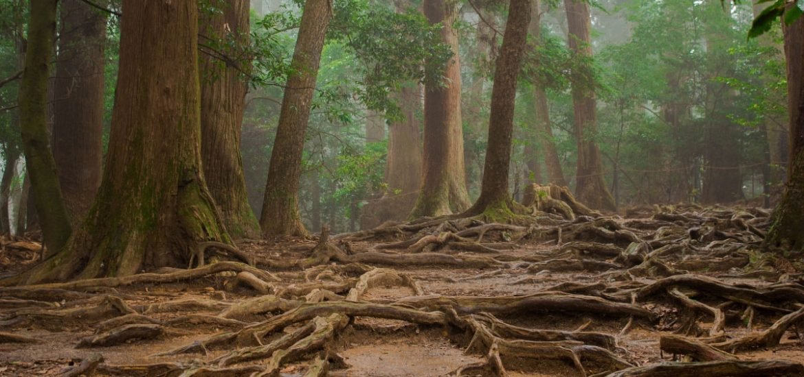 What lies beneath – scientists map the global ‘wood wide web’