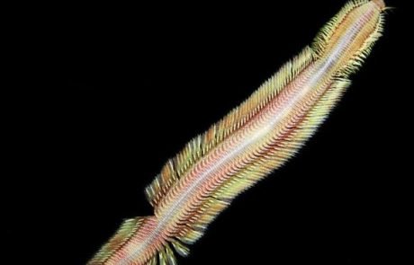 Entdeckung in der Tiefsee: Neuer Wurm in Methanquellen vor Costa Rica identifiziert