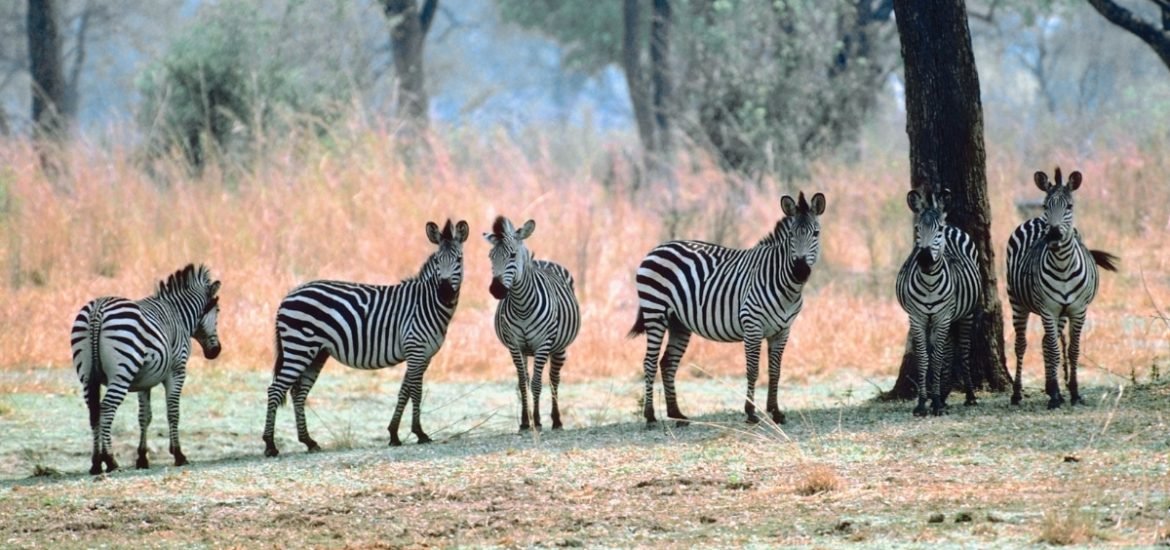 Why do zebras have stripes?